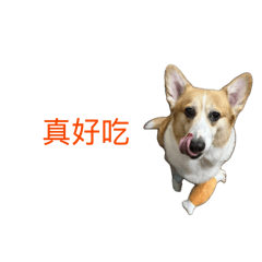 嘎逼柯基語錄