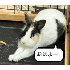 Hathisky_20260404003902