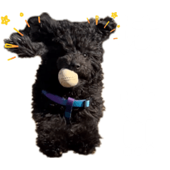 runco_20260404012753