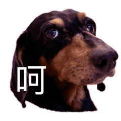 超級無敵霹靂可愛狗勾趴兔