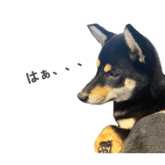 ranbo_20260404001756