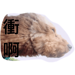 毛毛皮蛋