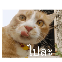 Meow som_20260403192304