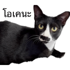 NongMaew_20260403205547