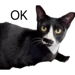 NongMaew_20260403211841