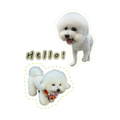 比熊DiDi與傻牛の生活