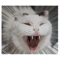 跳跳的貓咪後宮生活