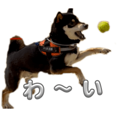 togarashi_20260404095343