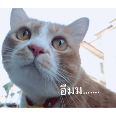 Meow som_20260403205907