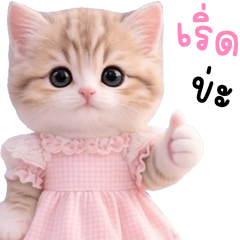 เนโกะ แมวเหมียวน่ารัก