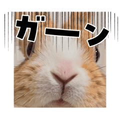 megane_20260404111611