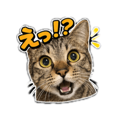 coco's daily stamp Ver.1