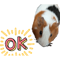 marubouzu_20260404120654