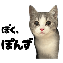 kinako_20260404115249