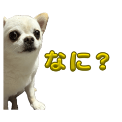 The Everyday Life of  Mii Sato