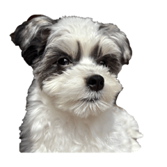 susan_20260404120737