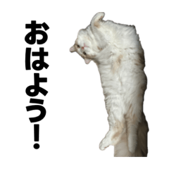 maiko_20260404141822