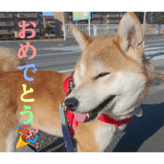 @irasuto_20260404141551