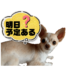 SpopoA_20260404151437