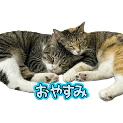 Mikan-mam_20260404155520