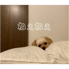 ma you  ok_20260404144146