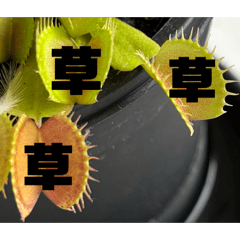 avocado_20260404145947