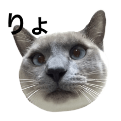 My Cats - 3