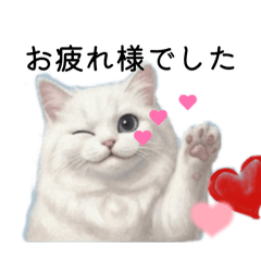 Cute White Cat Shiratamako