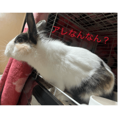 Hathisky_20260404181911