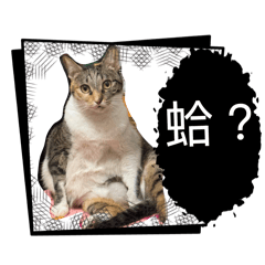 咪嚕的日常日記~~