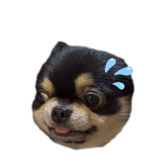 piyochan^_^_20260404202814