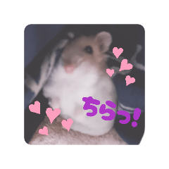 tamone_20260404202528