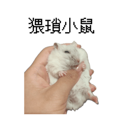 小鼠寶寶鼠