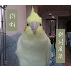 鸚鵡鵡鵡_20260404