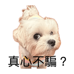 咪咪的奇幻世界