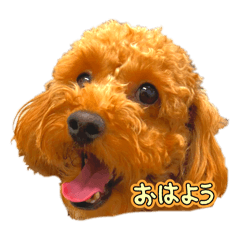 bomdoooo_20260404183903