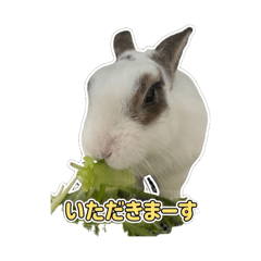 venus_20260404183804