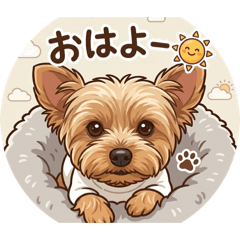 Always with me, my adorable Yorkie.