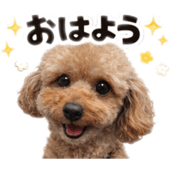 mokoming_20260404220309