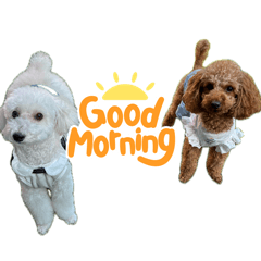 miromiro_20260404221516