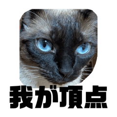 chihuu_20260404211109