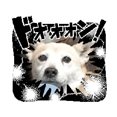 sakurakagumiyakoma_20260404205223