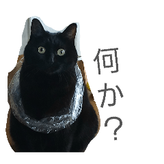 rohan_20260404224359