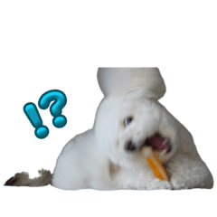 potekun_20260404224804