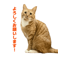 English_20260404233202