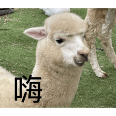 動物巨爆大組合包