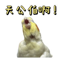 腮紅小怪獸-玄鳳日常