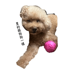 抹茶與碩碩&唯唯日常