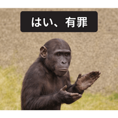 Clapping Chimpanzee