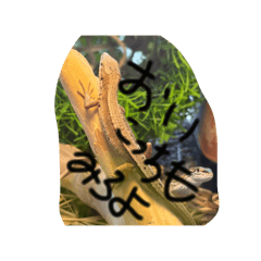 うちのテンちゃんと、せんくん